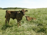 Unsere Wagyu-Rinder