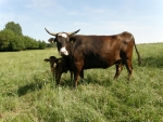 Unsere Wagyu-Rinder